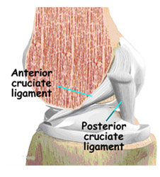 anterior cruciate ligament,acl injury,acl reconstruction india,acl reconstruction best india,acl reconstructionbest doctors in india,acl reconstruction best surgeon in india,acl reconstructionbest surgery in india,acl reconstruction best treatment in  india,acl reconstruction in south  india,acl reconstruction north  india,acl reconstruction  east india,acl reconstruction west india,acl reconstruction best in  india,acl reconstruction best surgery in india,acl reconstruction cost-effective in  india,acl reconstruction best doctors in india,acl reconstruction india,acl reconstruction india,acl reconstruction india,acl reconstruction now in india,acl reconstruction india,acl reconstruction by dr.bajaj,acl reconstruction by p.s.bajaj
